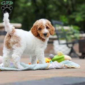 Millie, Standard Poodle Puppy